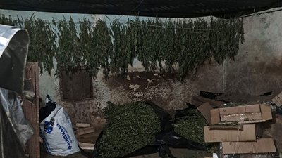 Поліцейські вилучили коноплю Поліцейські вилучили коноплю