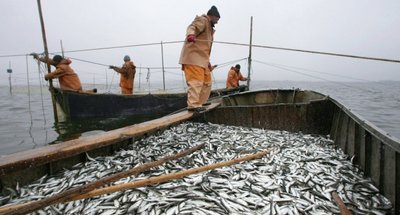 Україна з РФ в онлайні поділять квоти на вилов риби в Азовському морі