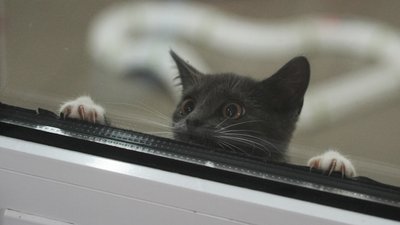 Кошеня заглядає у вікно