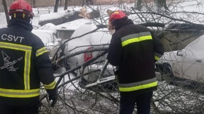 У Тернополі на автомобіль впало дерево У Тернополі на автомобіль впало дерево