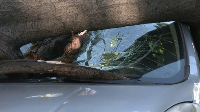 У Харкові тополя впала на припарковані авто У Харкові тополя впала на припарковані авто