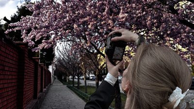 Які локації обрати для фото із сакурами у Мукачеві та коли пік цвітіння