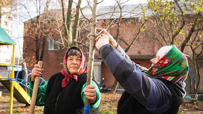 Дерева, озеленення