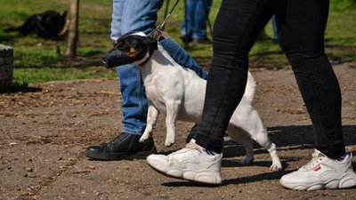 В Одесі оголосили "собачу мобілізацію". ФОТО, ВІДЕО