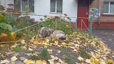 Затоплені вулиці у Житомирі після зливи: комунальники пояснили причину Затоплені вулиці у Житомирі після зливи: комунальники пояснили причину