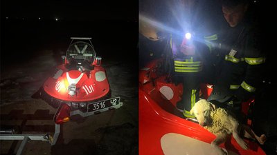 Собакам та коту знадобилась допомога миколаївських рятувальників Собакам та коту знадобилась допомога миколаївських рятувальників