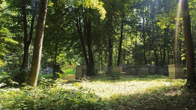 "Меду буде менше, а витрати більші". Як бджолярі з Сумщини працюють під обстрілами на пасіці