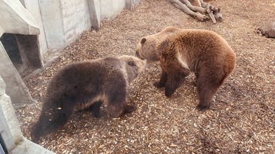 ведмеді у Черкасах ведмеді у Черкасах