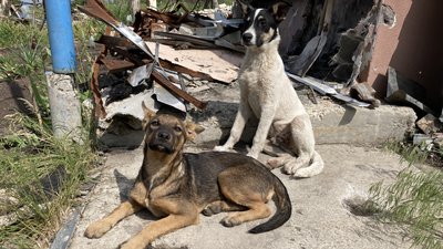 Єдина жителька деокупованої прикордонної Дементіївки: чому Віра Чернуха повернулася до нерозмінованого села Єдина жителька деокупованої прикордонної Дементіївки: чому Віра Чернуха повернулася до нерозмінованого села