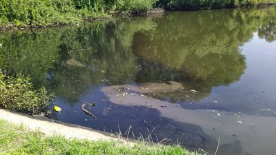 У Львові через забруднення ставків загинули качки: що відомо