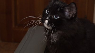 Виводить нову породу котів. Черкащанка Ірина Мізленко Виводить нову породу котів. Черкащанка Ірина Мізленко