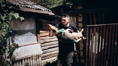 Рахів, Чотири лапи, безкоштовні процедури, стерилізація домашніх тварин