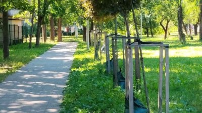 полив дерев, дерева, мішок для поливу