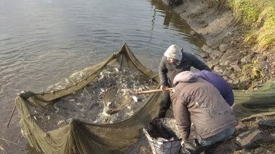 На Житомирщині у Бердичівське водосховище вселено 5500 товстолобиків