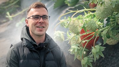 Яким очікують врожай полуниці у 2026 році: прогноз фермера з Рівненщини