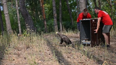 З харківського екопарку у природу випустили орлана, якого лікували два місяці