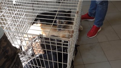 На Черкащині собак стерилізують та щеплюють від сказу На Черкащині собак стерилізують та щеплюють від сказу