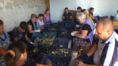 Селяни чистять сливи від кісток.