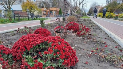Клумби у Кропивницькому на вулиці Попова Клумби у Кропивницькому на вулиці Попова