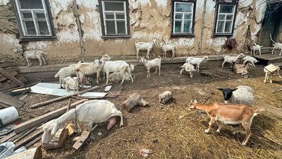 Жорстоке поводження з тваринами: на Прилуччині чоловік утримує худобу у неналежних умовах