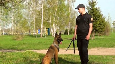 Чотирилапі помічники: службові собаки допомагатимуть розміновувати Миколаївщину Чотирилапі помічники: службові собаки допомагатимуть розміновувати Миколаївщину