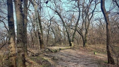 Дерева, лісництво, незаконна вирубка, суд