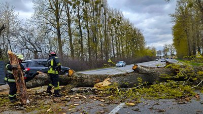 На Вінниччині через сильні пориви вітру падали дерева