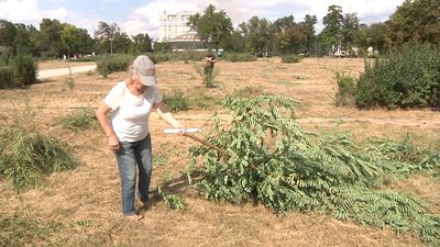 У сквері Яланського вкотре спиляли дерева У сквері Яланського вкотре спиляли дерева