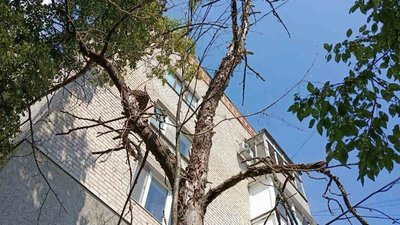 Житомир, видалення дерев, виконком, міськрада
