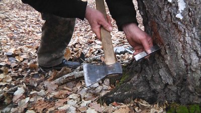 Збір березового соку на Житомирщині: що дозволено і за що штрафують Збір березового соку на Житомирщині: що дозволено і за що штрафують