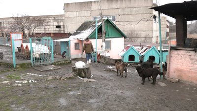 Виселення собачого притулку у Рівному: що відомо та які перспективи Виселення собачого притулку у Рівному: що відомо та які перспективи