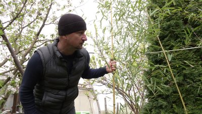 Садівник Руслан Чата з Рівненщини вирощує бамбук та пальми у себе вдома