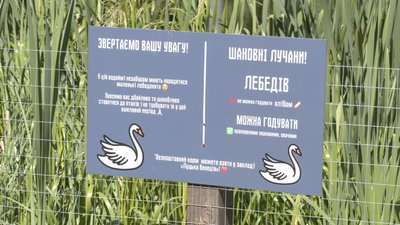 Лебедят на водоймі у Луцьку обергіають працівники місцевого кафе