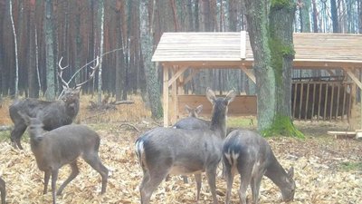 Cіль, овочі і сіно: в лісництві на Волині встановили нові годівниці для звірів