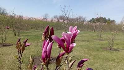 У Кривому Розі квітнуть сакури та магнолії У Кривому Розі квітнуть сакури та магнолії