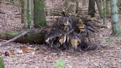 На Вінниччині на лісоруба впало дерево: чоловік помер