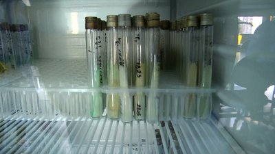житомир, станишівка, хвороба, ріст, туберкульоз, лабораторія, захворювання