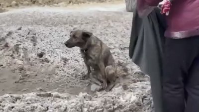 Собака, на якого наїхав автомобіль у Харкові