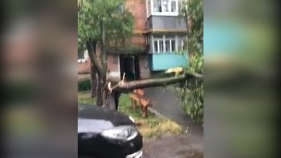 На Вінниччині через негоду без світла залишилися майже 100 населених пунктів
