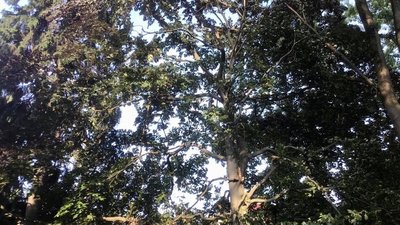 У Львові буревій пошкодив п'ять історичних дерев У Львові буревій пошкодив п'ять історичних дерев