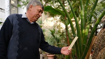 "Людина може одягти шубу, а пальми — ні": як зігрівають тропічні рослини у Харкові під час відключень "Людина може одягти шубу, а пальми — ні": як зігрівають тропічні рослини у Харкові під час відключень