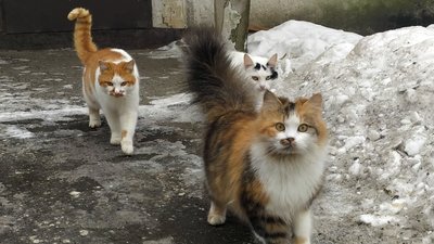 Не ламати будки для тварин — просять вінничан волонтери Не ламати будки для тварин — просять вінничан волонтери