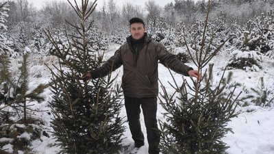 Від насінини до новорічного дерева: як на Волині вирощують ялинки та сосни до свят Від насінини до новорічного дерева: як на Волині вирощують ялинки та сосни до свят