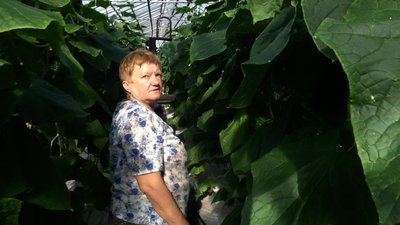 Українські овочі в лідерстві: у селі Станишівка на Житомирщині на овочевому комбінаті розпочався сезон збору врожаю Українські овочі в лідерстві: у селі Станишівка на Житомирщині на овочевому комбінаті розпочався сезон збору врожаю