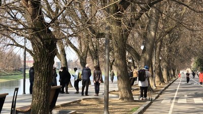 Перевіряють аварійність та цілісність дерев: в Ужгороді на Липовій алеї обстежують дерева Перевіряють аварійність та цілісність дерев: в Ужгороді на Липовій алеї обстежують дерева