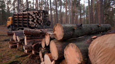Незаконна вирубка на Чернігівщині: двом лісничим повідомили про підозру