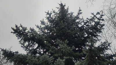 "Вирішили видати за свою". Ялинка окупантів в Маріуполі викапана та, що 10 років тому стояла біля драмтеатру