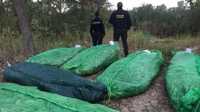 Коноплі на мільйон гривень. У херсонських плавнях на Дніпрі чоловік вирощував наркорослини Коноплі на мільйон гривень. У херсонських плавнях на Дніпрі чоловік вирощував наркорослини