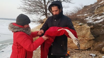 Крижана пастка: на Одещині рятувальники звільнили лебедів із замерзлих лиманів Крижана пастка: на Одещині рятувальники звільнили лебедів із замерзлих лиманів