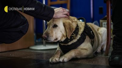 Песики-психологи на вокзалі Песики-психологи на вокзалі